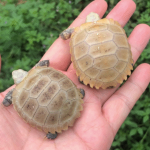 elongated tortoise for sale