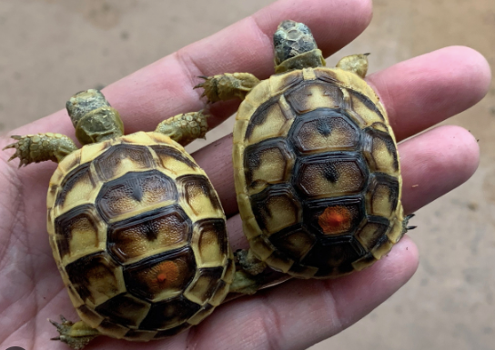 greek tortoise for sale greek tortoise for sale