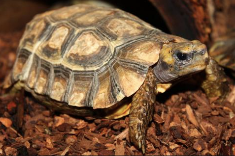 home’s hingeback tortoise for sale home’s hingeback tortoise for sale