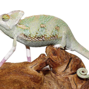 translucent veiled chameleon (6 8 inch)