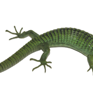 mexican alligator lizard for sale (abronia graminea)