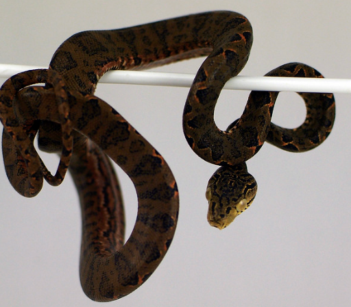 amazon tree boa for sale amazon tree boa for sale