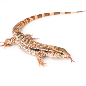argentine black and white tegu for sale