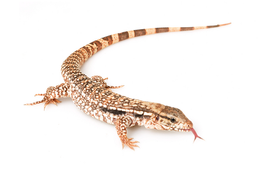 argentine black and white tegu for sale argentine black and white tegu for sale