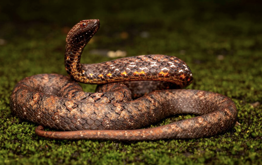 asian mock viper for sale asian mock viper for sale
