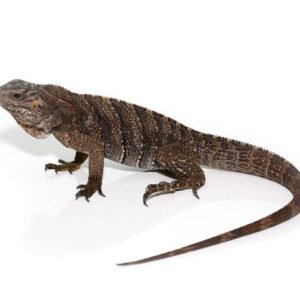 baby grand cayman blue iguana for sale