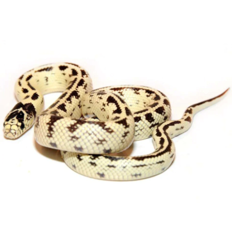 banana california kingsnake for sale banana california kingsnake for sale
