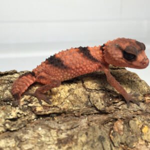 banded knob tailed gecko for sale