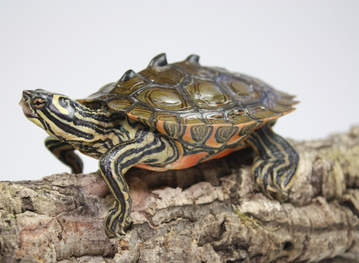 black knobbed map turtle for sale black knobbed map turtle for sale