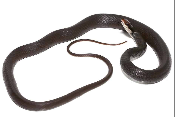 black racer snake for sale black racer snake for sale