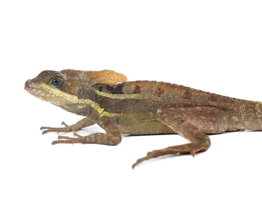 brown basilisk for sale brown basilisk for sale
