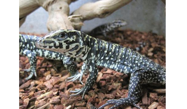 colombian tegu for sale colombian tegu for sale