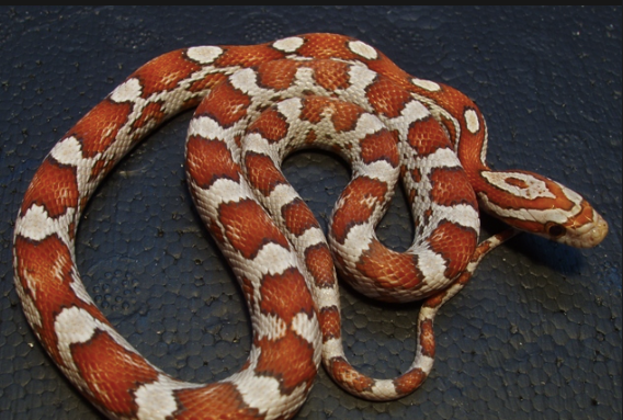 crimson corn snake for sale crimson corn snake for sale