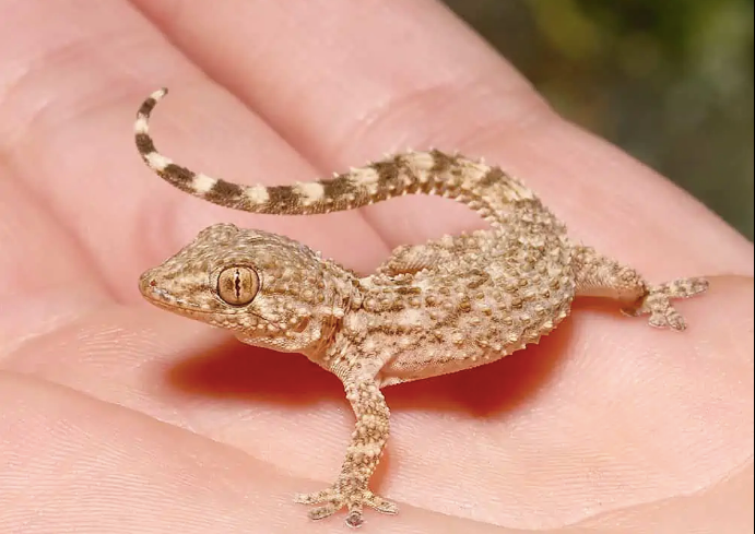 crocodile gecko for sale crocodile gecko for sale
