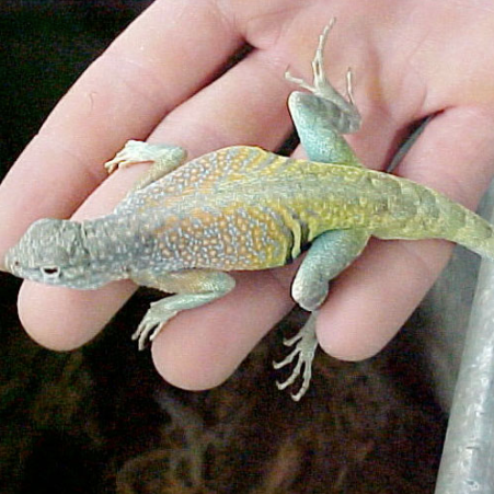 greater earless lizard for sale greater earless lizard for sale