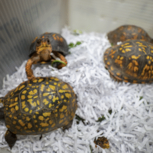 eastern box turtle for sale