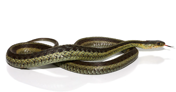 eastern garter snake for sale eastern garter snake for sale