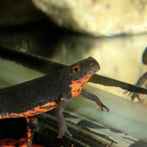 fire bellied newt for sale
