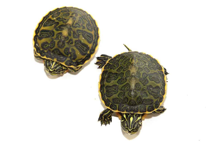 florida redbelly cooter turtle for sale florida redbelly cooter turtle for sale