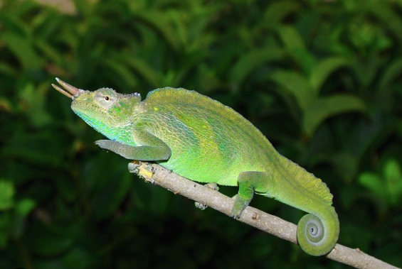 four horned chameleon for sale four horned chameleon for sale