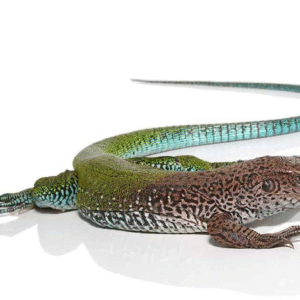 green ameiva for sale