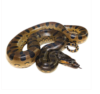 green anaconda for sale green anaconda for sale