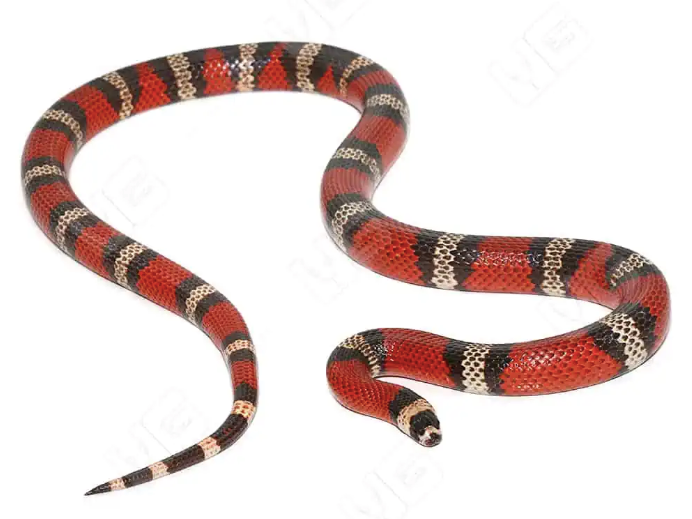 honduran milk snake for sale honduran milk snake for sale