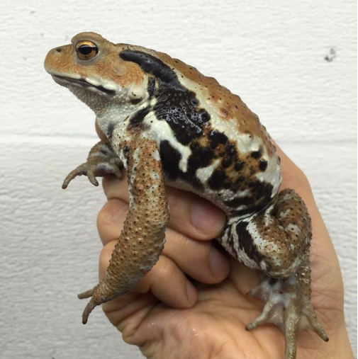 japanese toad for sale japanese toad for sale