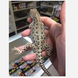 leopard lizard for sale