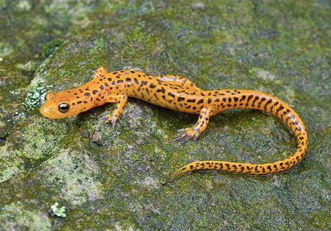 long tail salamander for sale long tail salamander for sale