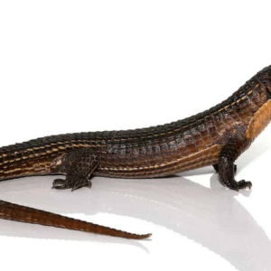major plated lizard for sale