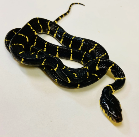 mangrove snake for sale mangrove snake for sale