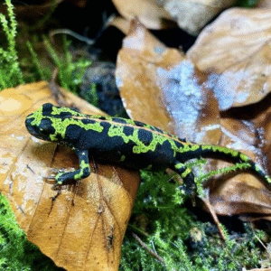 marbled newt for sale