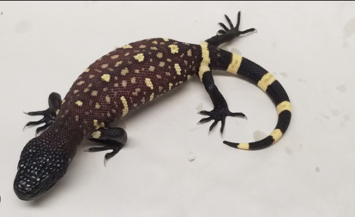 mexican beaded lizard for sale mexican beaded lizard for sale