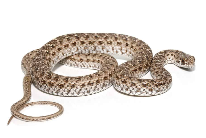 montpellier snake for sale montpellier snake for sale