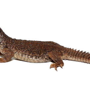 moroccan uromastyx for sale
