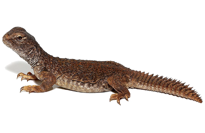 moroccan uromastyx for sale moroccan uromastyx for sale