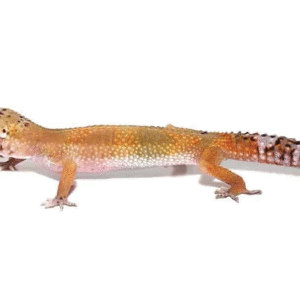 patternless leopard gecko for sale