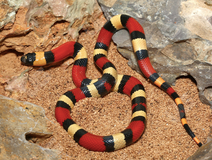 pueblan milk snake for sale pueblan milk snake for sale