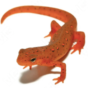red eft for sale