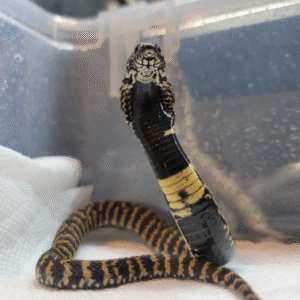 rinkhals spitting cobra for sale