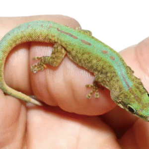 robert merten’s day gecko for sale