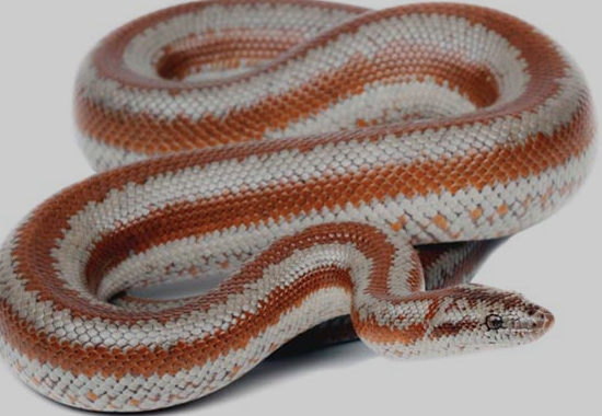 rosy boa for sale rosy boa for sale