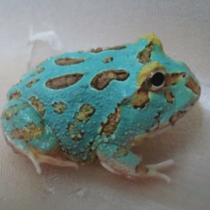 samurai blue pacman frog for sale