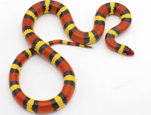 scarlet kingsnake for sale scarlet kingsnake for sale