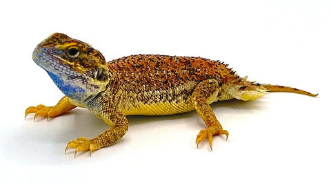 shield tailed agama for sale shield tailed agama for sale
