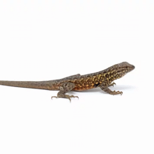 side blotched lizard for sale