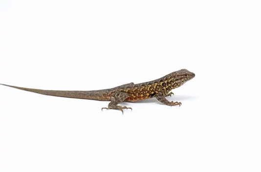 side blotched lizard for sale side blotched lizard for sale