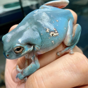 snowflake whites tree frog for sale