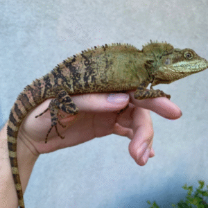 solomon tree dragon for sale